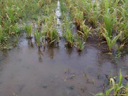  This time of drought in the area including Malpur | मालपूरसह परिसरात यंदा ओल्या दुष्काळाचे सावट