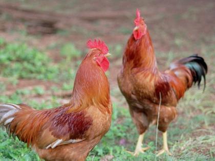 The police caught the poultry | पोलिसांनी पकडले कोंबडीचोर The police caught the poultry | पोलिसांनी पकडले कोंबडीचोर