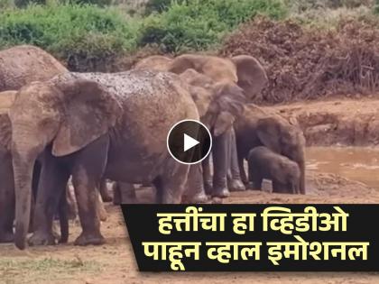 Elephant Viral Video : Elephants gathered to save baby elephant that fell inside pond | VIDEO : तलावात पडलं होतं हत्तीचं पिल्लू, बघून मदतीसाठी जमा झाले सगळे हत्ती आणि मग...