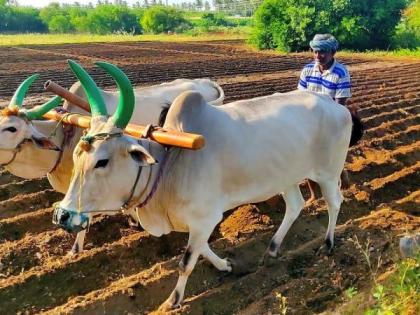 Vaccination of human beings has stopped, even animals have stopped ...! | माणसांचे लसीकरण थांबले, अन् जनावरांचेही रखडले...!