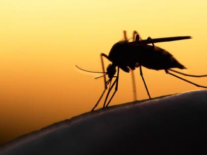 Dengue is also on the rise in Nagpur along with Corona | नागपुरात कोरोनासोबत डेंग्यूही वाढतोय