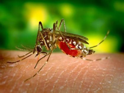 Be careful not to spread malaria and dengue! | मलेरिया आणि डेंग्यूचा प्रसार अधिक होऊ नये म्हणून काळजी घ्या !