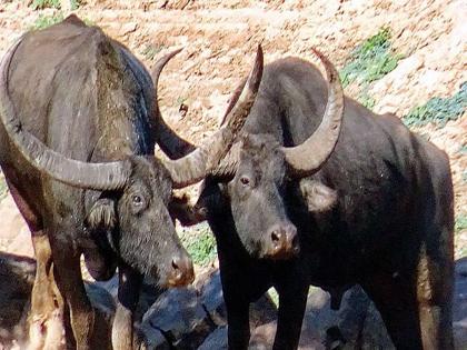 two buffalo stolen from outside house in solapur | चारापाणी करुन घरात झोपले, बाहेर म्हशीसह रेडीही पळवली