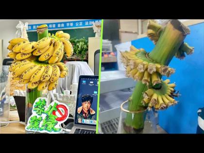 China company's using desktop bananas to battle workplace stress | तणाव दूर करण्यासाठी 'इथे' ऑफिसमध्ये ठेवतात केळी, काय आहे टेंशन पळवण्याचा हा फंडा?