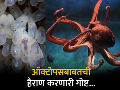 Why octopus babies are always orphans know the reason | जन्मताच अनाथ होतात जगातले सगळे ऑक्टोपस, कारण वाचून व्हाल हैराण