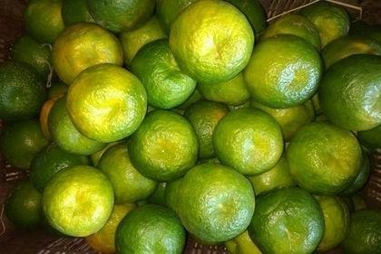 Prices of oranges in foreign markets are down | परप्रांतीय बाजारपेठेत विदर्भाच्या संत्र्याला मातीमोल भाव Prices of oranges in foreign markets are down | परप्रांतीय बाजारपेठेत विदर्भाच्या संत्र्याला मातीमोल भाव