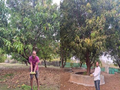 Damage to 280 hectares of fruit trees in Thane district due to unseasonal rains | अवकाळी पावसामुळे ठाणे जिल्ह्यातील जिल्हह्यातील २८० हेक्टरवरील फळबांगाचे नुकसान