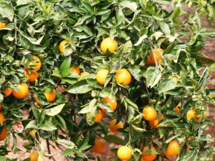 An attack of fungal disease on oranges due to hail | गारपिटीमुळे संत्र्यावर बुरशीजन्य रोगाचा अटॅक