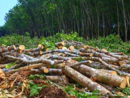 police, municipal authorities made a panchnama of tree removal | पाेलीस, मनपा अधिकाऱ्यांनी केली अजनी वृक्षताेडीचा पंचनामा