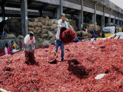 Up to one lakh sacks of red pepper in Kalmana! | कळमन्यात एक लाख पोत्यांपर्यंत लाल मिरचीची आवक !