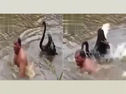 Video shared by actor Shakti Kapoor viral video swan attacked man in water | तलावात आंघोळ करताना हंसाने चोच मारून मारून केलं बेहाल, व्यक्तीने पाण्यातून काढला पळ म्हणून वाचला जीव...