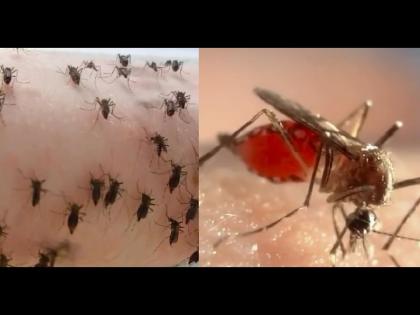 Biologist feeds his blood daily to 500 mosquitoes know the reason | अजबच! रोज तब्बल ५०० डासांना आपलं रक्त पिऊ देते ही व्यक्ती, कारण....