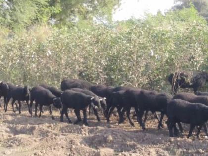 Unique welcome of Balu Mama's sheep in Beldarwadi | बेलदारवाडीत बाळू मामांच्या मेंढ्यांचे अनोखे स्वागत