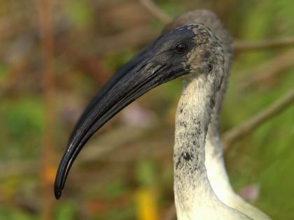 गोंदियाच्या नवेगावबांध येथे आगमन परदेशी पाहुण्यांचे...