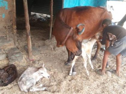 Birth of Lakshmi cow gave birth to three cubs in Wardha | वर्ध्यात 'लक्ष्मी'ने दिला तिळ्यांना जन्म