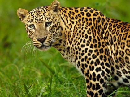 310 leopards killed across the country in six months | सहा महिन्यांत देशभरात ३१० बिबट्यांचा बळी; महाराष्ट्रात सर्वाधिक ९५