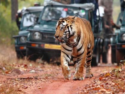 Day long tiger safari in Tadoba buffer zone begins | ताडोबा बफर क्षेत्रात दिवसभर व्याघ्र सफारीचा शुभारंभ