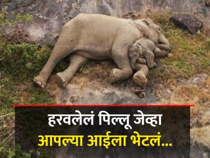 When baby elephant reunite with mother hugs video makes people emotional | आईला पुन्हा भेटल्यावर असं खेळताना दिसलं हत्तीचं पिल्लू, व्हिडीओ पाहून व्हाल भावूक