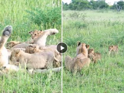 Six separated lion cubs reunited with mother in a heartwarming video | पुन्हा भेटले वाघिणीपासून दूर झालेले तिचे 6 बछडे आणि मग...भावूक करेल व्हिडीओ...