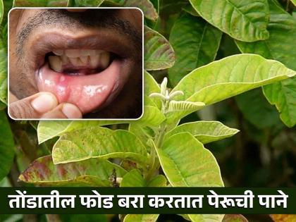 Chewing guava leaves will help you to reduce mouth ulcer know other benefits | तोंडातील फोड बरा करण्यासाठी पेरूच्या पानांचा 'असा' करा वापर, ठरेल बेस्ट आयुर्वेदिक उपाय