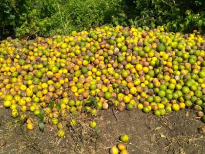 Outbreaks of Phytophthora brown rot on Nagpuri citrus and oranges | नागपुरी मोसंबी व संत्र्यावर फायटोप्थोरा ब्राऊन रॉटचा प्रादुर्भाव