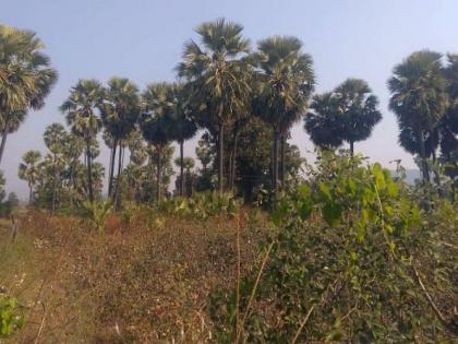 Hundreds of citizens are getting employment from the sale of toddy drinks | ताडी पेय विक्रीतून शेकडाे नागरिकांना मिळत आहे राेजगार