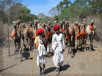 150 camels set out from Kumbhanagari five hundred km from the desert Escort by Gujarat Police | कुंभनगरीतून निघालेले 150 उंट मरूभूमीपासून पाचशे किमी लांब; गुजरात पोलिसांकडूनही ‘एस्कॉर्ट'