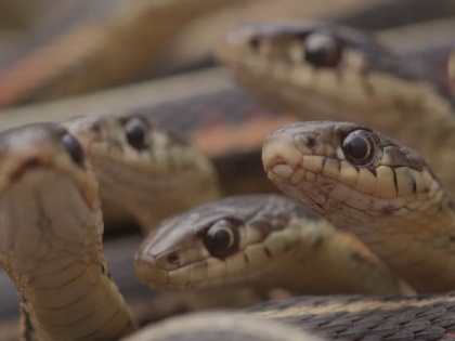 Snake Attack in US: 124 snakes in the house; The police were shocked to see the scene body of dead man in Maryland home | Snake Attack in US: घरात व्यक्तीचा मृतदेह अन् आजुबाजुला १२४ साप; दृष्य पाहून पोलिसही हादरले