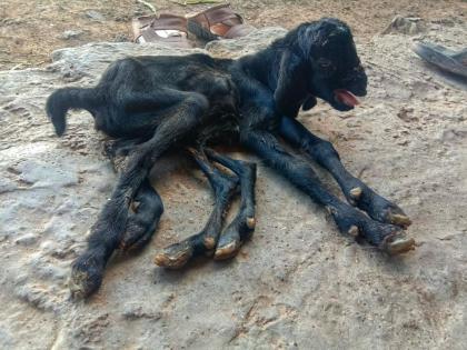 Miracles; A goat gave birth to a six-legged pup at Andhalgaon | चमत्कार; आंधळगाव येथे शेळीने दिला सहा पायाच्या पिल्लाला जन्म