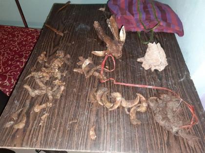 Tiger, bibt bones, bear paws seized in Madhya Pradesh | मध्यप्रदेशात वाघ, बिबटची हाडे, अस्वलाचे पंजे जप्त