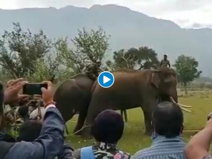 Elephant is hurt on the back the other elephant is undergoing treatment see viral video | VIDEO : हत्तीच्या पाठीवर झाली होती जखम, दुसऱ्या हत्तींनी असा केला उपचार....