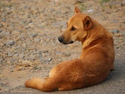 Village in Gujarat where dogs are crorepati earns money with jamindari | भारतातील एक असं गाव जेथील श्वान आहेत कोट्याधीश, लाखो रूपये आहे त्यांची कमाई