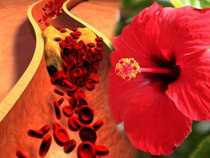 According to a study hibiscus flower can reduce bad cholesterol naturally | नसांमध्ये चिकटलेलं बॅड कोलेस्ट्रॉल बाहेर काढतं घरातील हे फूल, जाणून घ्या वापराची पद्धत