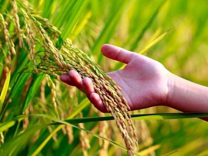 here are some tips to learn paddy farming | धानाची शेती करता... तर मग काही टिप्स जाणून घ्या!