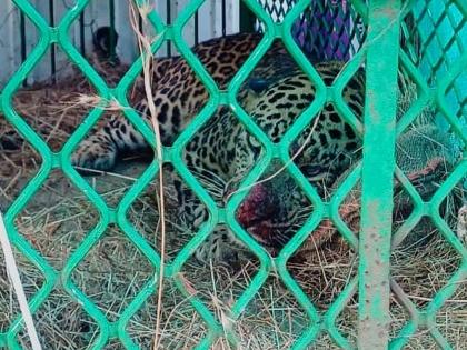 One leopard caged, another still loose: Panic continues in Morpirla area | एक बिबट्या पिंजऱ्यात, दुसरा अजूनही मोकाट : मोरपिर्ला परिसरात दहशत कायम