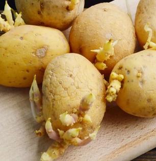 तुम्हीही मोड आलेले बटाटे खाता? असे करणे चांगले की वाईट?