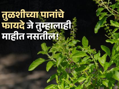 Health benefits of tulsi or basil | अनेक गंभीर आजारांपासून बचाव करू शकतात तुळशीची पाने, फायदे वाचून व्हाल अवाक्!