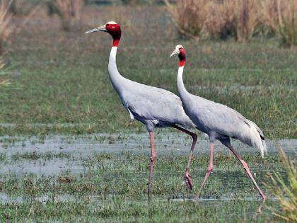 How many mandates for stork conservation have been followed?; High Court question | सारस संवर्धनासाठी दिलेल्या किती आदेशांचे पालन केले?, उच्च न्यायालयाचा सवाल