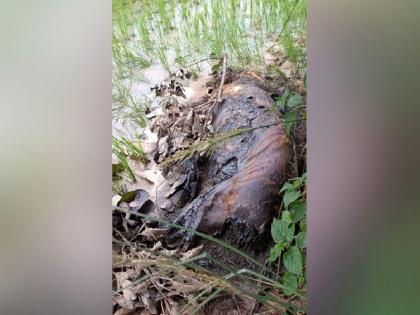 A tiger found dead in a paddy field, incident in tumsar tehsil of bhandara district | धानाच्या शेतीमध्ये मृतावस्थेत आढळला वाघ, प्रेत होते कुजलेले, एकच खळबळ