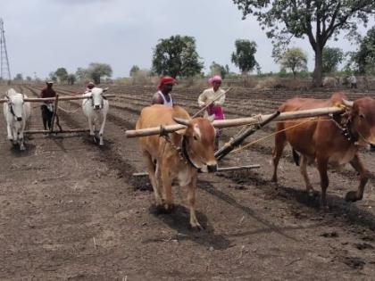 No Rains in Vidarbha, farmers worried | विदर्भात पावसाची दडी, शेतकरी चिंतातूर