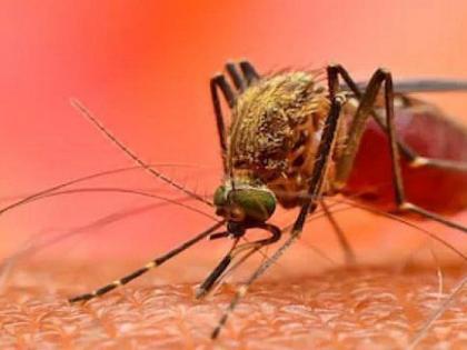 Zika will be tested for dengue and chikungunya negative people | डेंग्यू, चिकुनगुनिया निगेटिव्ह आलेल्यांची होणार झिका तपासणी