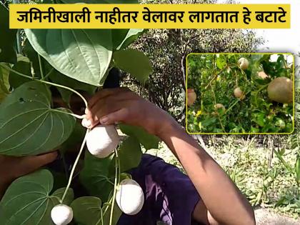 You will be shocked to see this potato which grows on a vine and not underground | कमालच! जमिनीखाली नाही तर वेलावर लागतात हे बटाटे, नाव वाचूनही व्हाल अवाक्