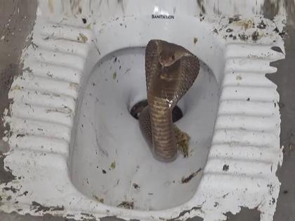 King cobra entered the bathroom with the help of a pipe did a scary thing as he came out of the toilet | VIDEO : पाइपच्या माध्यमातून बाथरूममध्ये घुसला खतरनाक किंग कोब्रा आणि मग...