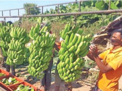 Bananas rated in the international market, but wait for the quality of the fruit nationally | आंतरराष्ट्रीय बाजारपेठेत केळीला मानांकन, पण राष्ट्रीय स्तरावर फळाचा दर्जाची प्रतीक्षा