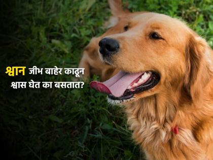 Why Dogs Hang Their Tongues Out When They Pant, Know the reason | श्वान जीभ बाहेर काढून श्वास घेत का बसतात? तुम्हालाही माहीत नसेल याचं कारण...