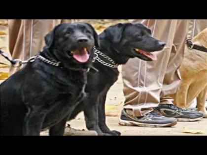 BSF sniffer dog deployed on Bangladesh border gets pregnant court of inquiry ordered in Meghalaya | बांग्लादेश बॉर्डरवर तैनात BSF ची फीमेल डॉग झाली प्रेग्नेंट, कोर्ट ऑफ इंक्वायरीचे आदेश