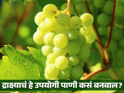 Ayurveda doctor told a special remedy of grapes which is beneficial for health | मळमळ, पोटदुखी, काविळ होईल बरा; आयुर्वेद डॉक्टरांनी सांगितला द्राक्ष्याचा खास उपाय