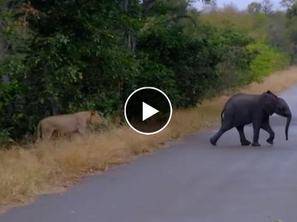 Viral Video : Baby elephant lost in forest lion find see what happen next | VIDEO : जंगलात हरवलं हत्तीचं पिल्लू, तीन सिंहांनी केला पाठलाग आणि मग....