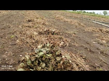 The clouds of Avakali thickened; Summer crops in danger! Farmers run to save crops | ‘अवकाळी’चे ढग दाटले; उन्हाळी पिके धोक्यात! पिके वाचविण्यासाठी शेतकऱ्यांची धावपळ