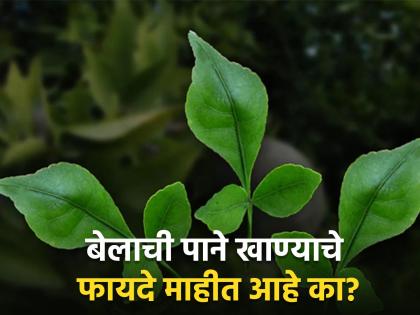 Benefits to eating bael patra empty stomach | उन्हाळ्यात रिकाम्या पोटी बेलाची पाने खाण्याचे फायदे वाचून अवाक्